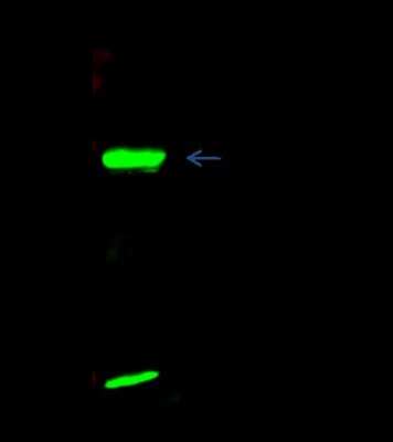 Immunoprecipitation: UbcH8/Ube2L6 Antibody [NBP3-00032]