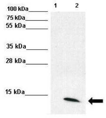 Western Blot: UbcH8/Ube2L6 Antibody [NBP1-55037]