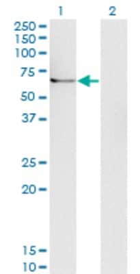 Western Blot: Ubiquilin 1 Antibody (1C6-B7) [H00029979-M02]