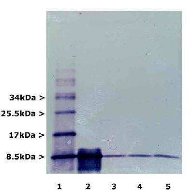 Western Blot: Ubiquitin Antibody (Ubi-1) [NB300-130]