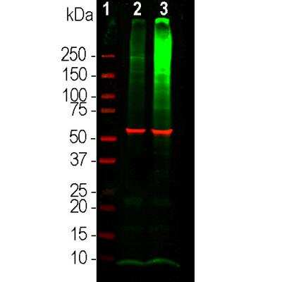 Western Blot: Ubiquitin Antibody (Ubi-1) [NB300-130]