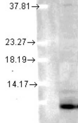Western Blot: Ubiquitin B Antibody (6C11-B3) [NBP2-12882]