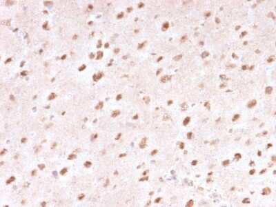 Immunohistochemistry-Paraffin: Ubiquitin B Antibody (UBB/1748) - Azide and BSA Free [NBP3-08905]