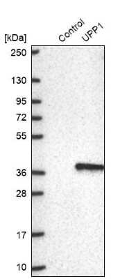 Western Blot: Uridine Phosphorylase 1/UPP1 Antibody [NBP2-30852]