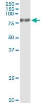 Western Blot: Uromodulin Antibody (3F10) [H00007369-M03]