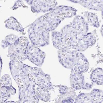 Immunohistochemistry-Paraffin: Uromodulin Antibody [NBP2-33730]