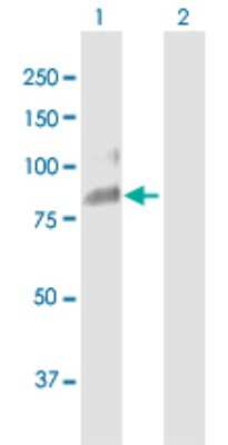 Western Blot: Uromodulin Antibody [H00007369-B01P]