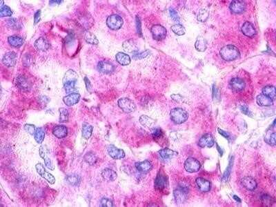 Immunohistochemistry-Paraffin: Urotensin-II R/GPR14 Antibody - BSA Free [NLS372]
