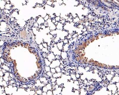 Immunohistochemistry-Paraffin: Uteroglobin/SCGB1A1 Antibody (JU34-03) [NBP2-75705]