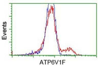 Flow Cytometry: V-type proton ATPase subunit F Antibody (OTI1B8) - Azide and BSA Free [NBP2-74863]
