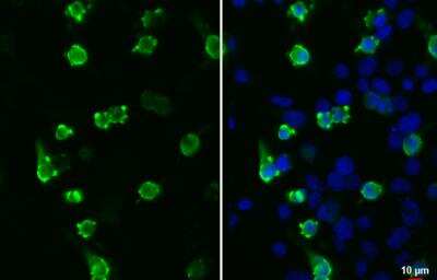 Immunocytochemistry/ Immunofluorescence: V5 Epitope Tag Antibody (1071) [NBP2-43626]