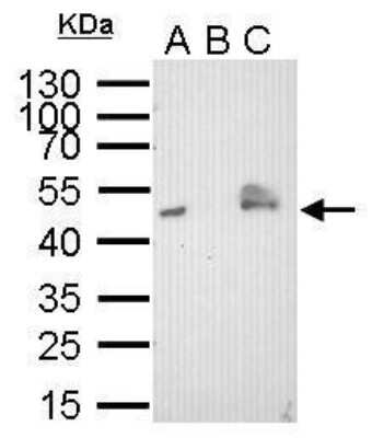 Immunoprecipitation: V5 Epitope Tag Antibody (1071) [NBP2-43626]