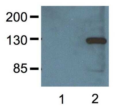 Western Blot: V5 Epitope Tag Antibody (E10/V4RR)Azide and BSA Free [NBP2-37825]