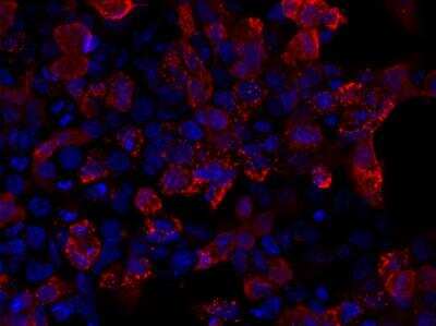 Immunocytochemistry/ Immunofluorescence: V5 Epitope Tag Antibody - BSA Free [NB600-381]