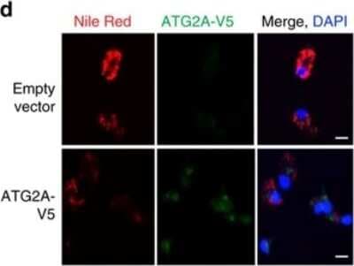 Immunocytochemistry/ Immunofluorescence: V5 Epitope Tag Antibody - BSA Free [NB600-381]