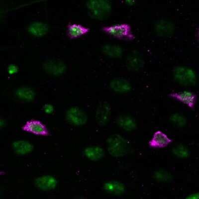 Immunocytochemistry/ Immunofluorescence: V5 Epitope Tag Antibody - BSA Free [NB600-381]