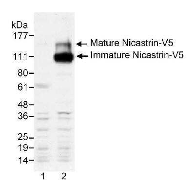Western Blot: V5 Epitope Tag AntibodyBSA Free [NB600-381]