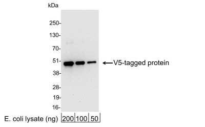 Western Blot: V5 Epitope Tag AntibodyBSA Free [NB600-381]