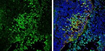 Immunohistochemistry-Frozen: VAMP-2 Antibody [NBP3-13179]