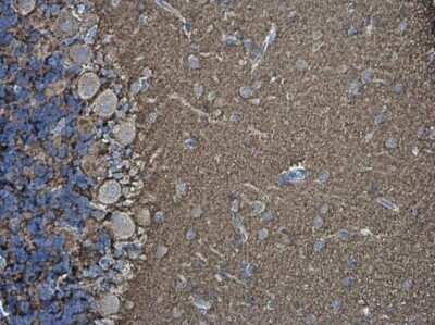Immunohistochemistry-Paraffin: VAMP-2 Antibody [NBP3-13179]