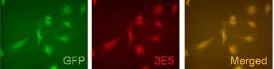 Immunocytochemistry/ Immunofluorescence: VAMP-5 Antibody (3E5) - BSA Free [NBP2-50357]