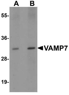 Western Blot: VAMP-7 AntibodyBSA Free [NBP2-41183]