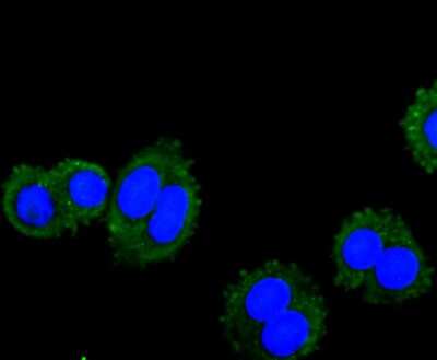 Immunocytochemistry/ Immunofluorescence: VAMP-8 Antibody (JF0963) [NBP2-66777]