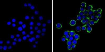Immunocytochemistry/ Immunofluorescence: VAMP3/Cellubrevin Antibody [NB300-510]