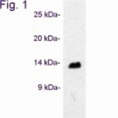 Western Blot: VAMP3/Cellubrevin Antibody [NB300-510]