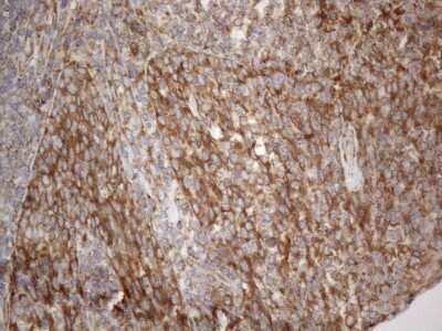 Immunohistochemistry: VAP-A Antibody (OTI10E10) [NBP2-46319]