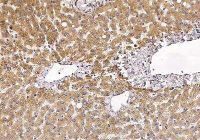 Immunohistochemistry-Paraffin: VAP-B Antibody (103) [NBP2-89625]