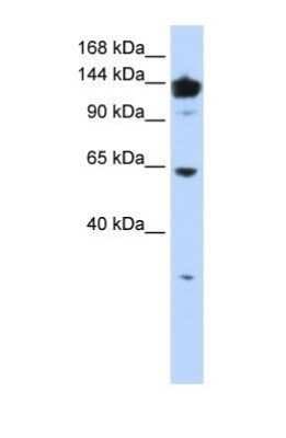 Western Blot: VARS Antibody [NBP1-55366]