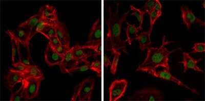 Immunocytochemistry/ Immunofluorescence: VASA Antibody (2F9H5) - BSA Free [NBP1-51586]