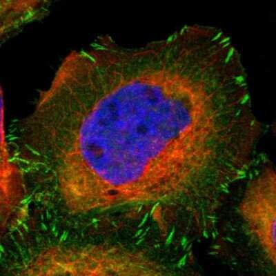 Immunocytochemistry/ Immunofluorescence: VASP Antibody [NBP1-85792]