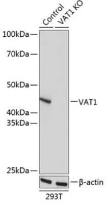Knockout Validated: VAT1 Antibody - Azide and BSA Free [NBP2-93463]