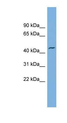 Western Blot: VAT1 Antibody [NBP1-57008]