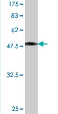 Western Blot: VBP1 Antibody (1B4) [H00007411-M02]