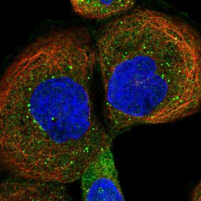 Immunocytochemistry/ Immunofluorescence: VBP1 Antibody [NBP1-80922]