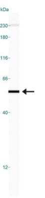Simple Western: VCAM-1/CD106 Antibody (6G9)Azide and BSA Free [NBP2-81005]