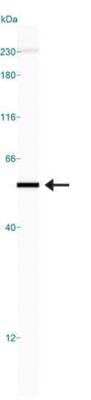 Simple Western: VCAM-1/CD106 Antibody (6G9)BSA Free [NBP1-47491]