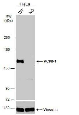 Western Blot: VCIP135/VCPIP1 Antibody [NBP1-32663]