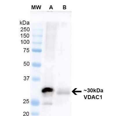 Western Blot: VDAC1 Antibody (S152B-23) [NBP2-42187]