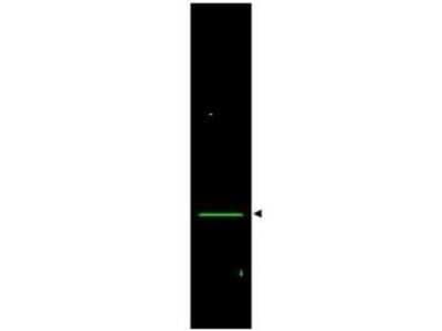Western Blot: VDAC1 Antibody [NB100-695]