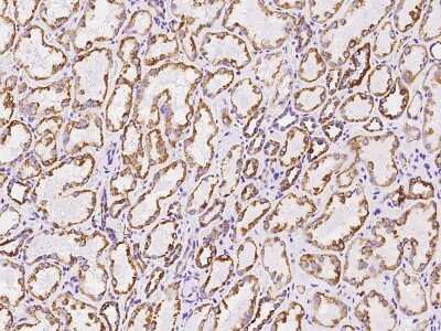 Immunohistochemistry-Paraffin: VDAC2 Antibody [NBP2-97576]