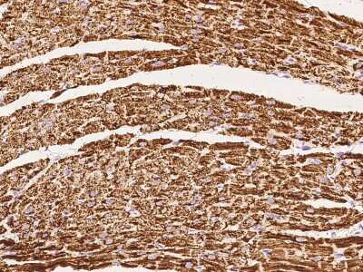 Immunohistochemistry-Paraffin: VDAC2 Antibody [NBP2-97576]