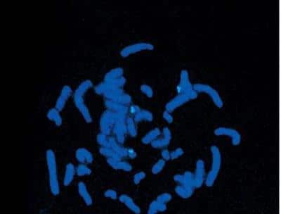 In-situ Hybridization: VECTASHIELD(R) Antifade Mounting Medium with DAPI [H-1200-NB]
