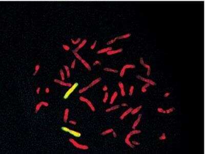 In-situ Hybridization: VECTASHIELD(R) Antifade Mounting Medium with Propidium Iodide [H-1300-NB]