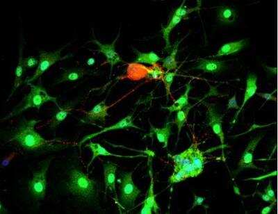 Immunocytochemistry/ Immunofluorescence: VECTASHIELD(R) HardSet(TM) Antifade Mounting Medium with DAPI [H-1500-NB]