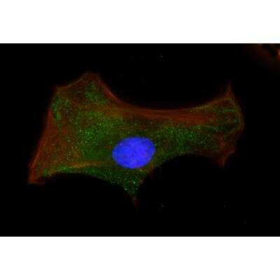 Immunocytochemistry/ Immunofluorescence: VECTASHIELD(R) HardSet(TM) Antifade Mounting Medium with Phalloidin [H-1600-NB]