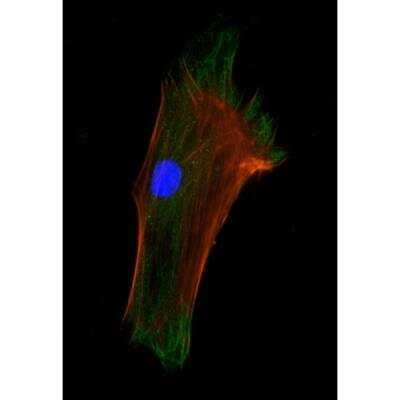 Immunocytochemistry/ Immunofluorescence: VECTASHIELD(R) HardSet(TM) Antifade Mounting Medium with Phalloidin [H-1600-NB]